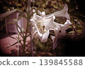 Takasago lily 139845588