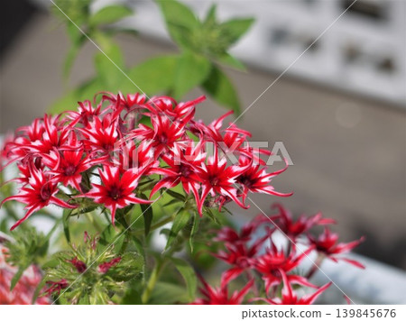 盆栽福祿考“流行明星”,開紅色星形花朵。 盆栽福祿考“流行明星”,開紅色星形花朵。 139845676