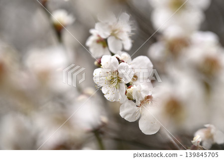 white plum blossom white plum blossom 139845705