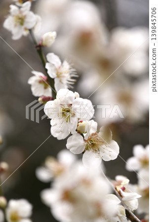 白梅花 白梅花 139845706