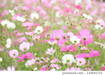 Scenery with cosmos Scenery with cosmos 139845752