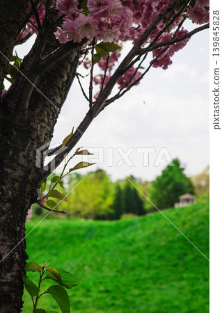 Close-up of a blooming pink sakura tree trunk with lush green park in the background. Spring awakening, urban nature, botanical garden. 139845828