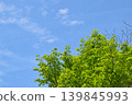 Blue sky and fresh green 139845993