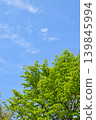 Blue sky and fresh green 139845994