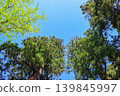 Blue sky and fresh green 139845997