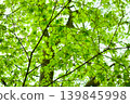 Translucent green maple leaves (blue maple) 139845998