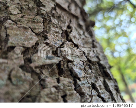 Tree Bark Close View Pattern Background, Tree Trunk Natural Texture 139846517