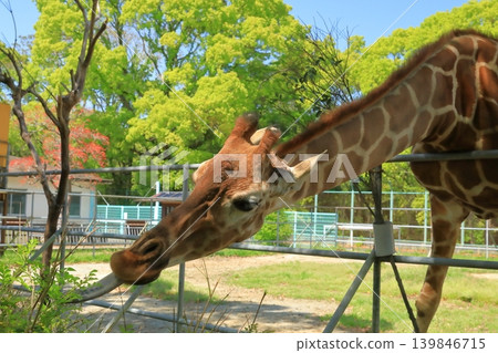 A giraffe stretching out its tongue to eat grass. A giraffe stretching out its tongue to eat grass. 139846715