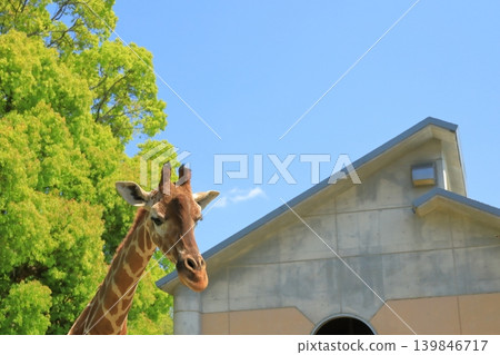 The adorable expression of a giraffe amidst a vibrant landscape. The adorable expression of a giraffe amidst a vibrant landscape. 139846717