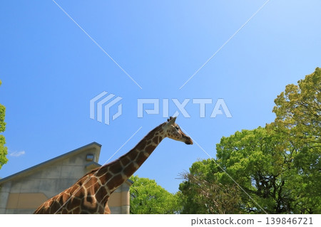 A giraffe stands out against the clear blue sky. A giraffe stands out against the clear blue sky. 139846721