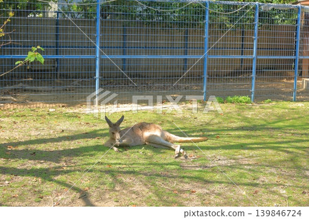 A red kangaroo lying in the shade. A red kangaroo lying in the shade. 139846724