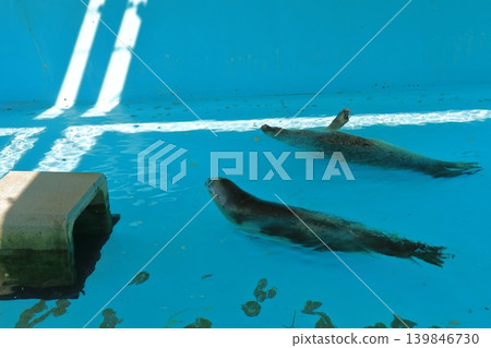Two spotted seals swimming side by side. Two spotted seals swimming side by side. 139846730
