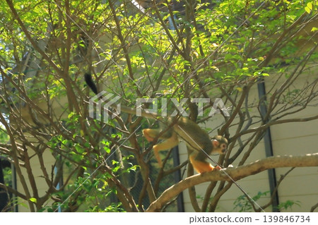 一隻普通狨猴從一根樹枝跳到另一根樹枝的那一刻 139846734