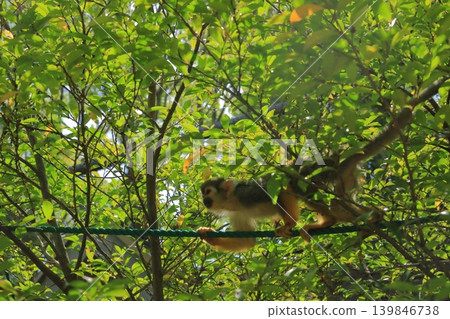 普通狨猴能熟練地在樹枝間行走。 普通狨猴能熟練地在樹枝間行走。 139846738