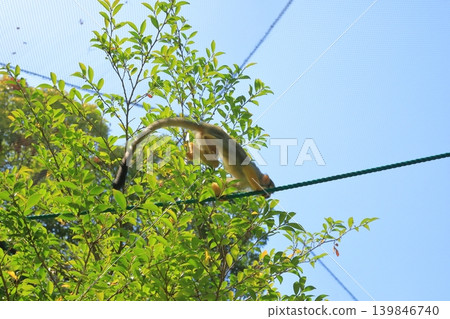 A common marmoset leaping onto a rope. A common marmoset leaping onto a rope. 139846740