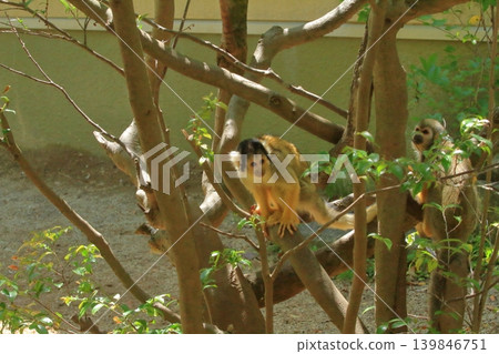 Common squirrel monkeys and Bolivian squirrel monkeys sitting on tree branches Common squirrel monkeys and Bolivian squirrel monkeys sitting on tree branches 139846751