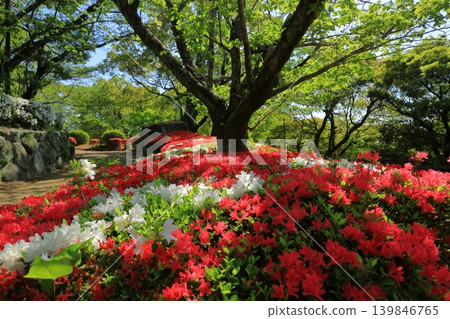 大牟田延明公園裡的步道,那裡盛開著美麗的紅白相間的杜鵑花。 大牟田延明公園裡的步道,那裡盛開著美麗的紅白相間的杜鵑花。 139846765