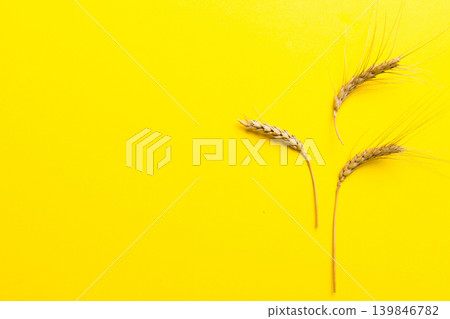 Sheaf of wheat ears close up and seeds on colored background. Natural cereal plant, harvest time concept. Top view, flat lay with copy space. world wheat crisis Sheaf of wheat ears close up and seeds on colored background. Natural cereal plant, harvest time concept. Top view, flat lay with copy space. world wheat crisis 139846782