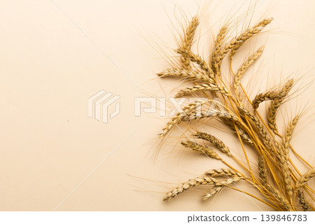 Sheaf of wheat ears close up and seeds on colored background. Natural cereal plant, harvest time concept. Top view, flat lay with copy space. world wheat crisis Sheaf of wheat ears close up and seeds on colored background. Natural cereal plant, harvest time concept. Top view, flat lay with copy space. world wheat crisis 139846783