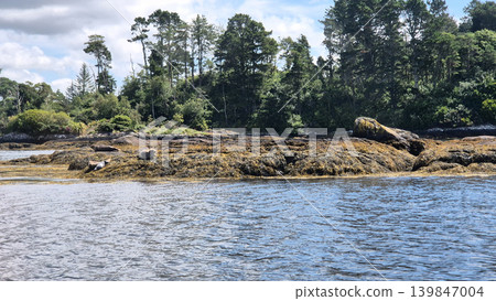 Navy Seal Animal Sitting On A Shore 139847004