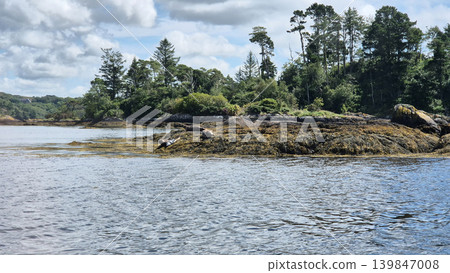Navy Seal Animal Sitting On A Shore Navy Seal Animal Sitting On A Shore 139847008