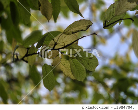 Green And Yellow Autumn Leaves Close View Natural Background Green And Yellow Autumn Leaves Close View Natural Background 139847043