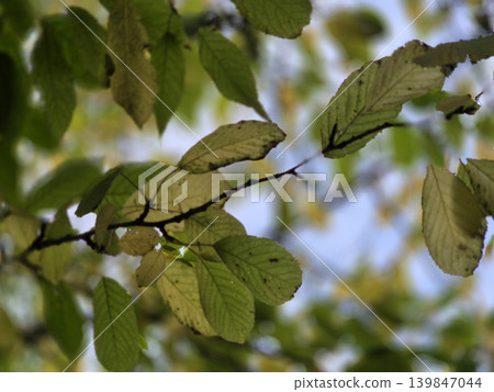 Green And Yellow Autumn Leaves Close View Natural Background 139847044