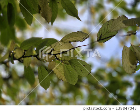Green And Yellow Autumn Leaves Close View Natural Background 139847045