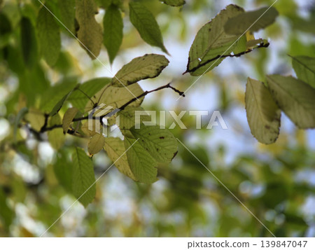 Green And Yellow Autumn Leaves Close View Natural Background Green And Yellow Autumn Leaves Close View Natural Background 139847047