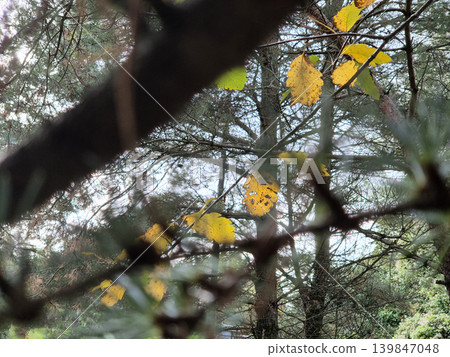 Green And Yellow Autumn Leaves Close View Natural Background 139847048