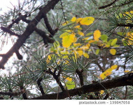 Green And Yellow Autumn Leaves Close View Natural Background Green And Yellow Autumn Leaves Close View Natural Background 139847058