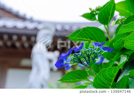 Hydrangeas and Kannon statues that adorn Japan's early summer. Hydrangeas and Kannon statues that adorn Japan's early summer. 139847146