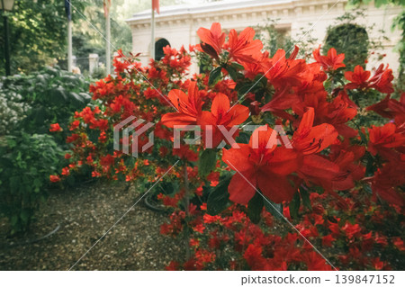 Vibrant red azalea bushes blooming in a classic garden. Concept of floral abundance, spring renewal, landscape design. Beautiful rhododendron flowers, 139847152