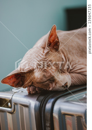 A hairless Sphynx cat is peacefully napping on a modern, metallic suitcase. Feline pet in a moment of travel readiness or relaxation, ideal for vacation and animal-related themes. Furless hairless cat A hairless Sphynx cat is peacefully napping on a modern, metallic suitcase. Feline pet in a moment of travel readiness or relaxation, ideal for vacation and animal-related themes. Furless hairless cat 139847155