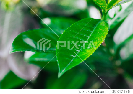 Macro shot of vibrant green leaves with morning dew in a lush garden. Concept of tactile ecology, fresh air, organic growth. Sharp texture of foliage. Macro shot of vibrant green leaves with morning dew in a lush garden. Concept of tactile ecology, fresh air, organic growth. Sharp texture of foliage. 139847156