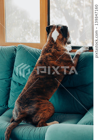 Curious brindle dog standing on a teal sofa and looking out the window. Concept of waiting for owner, home security, and pet curiosity. Authentic domestic moment in a bright modern interior. Curious brindle dog standing on a teal sofa and looking out the window. Concept of waiting for owner, home security, and pet curiosity. Authentic domestic moment in a bright modern interior. 139847160