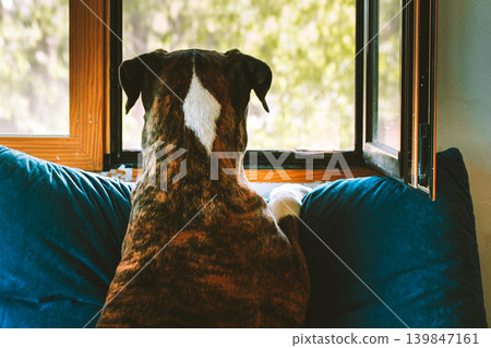 Curious brindle dog standing on a teal sofa and looking out the window. Concept of waiting for owner, home security, and pet curiosity. Authentic domestic moment in a bright modern interior. Curious brindle dog standing on a teal sofa and looking out the window. Concept of waiting for owner, home security, and pet curiosity. Authentic domestic moment in a bright modern interior. 139847161