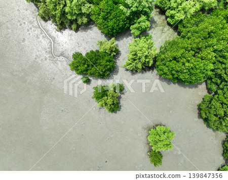 Aerial top view of green mangrove forest. Mangrove ecosystem. Natural carbon sinks. Mangroves capture CO2 from the atmosphere. Blue carbon ecosystems. Mangroves absorb carbon dioxide emissions. Aerial top view of green mangrove forest. Mangrove ecosystem. Natural carbon sinks. Mangroves capture CO2 from the atmosphere. Blue carbon ecosystems. Mangroves absorb carbon dioxide emissions. 139847356