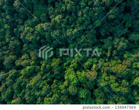 Aerial top view of green trees in forest. Drone view of dense green tree captures CO2. Green tree nature background for carbon neutrality and net zero emissions concept. Sustainable green environment. 139847369