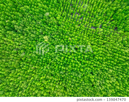 Aerial view green mangrove forest. Natural carbon sinks. Mangroves trees capture CO2. Blue carbon ecosystems. Mangroves absorb carbon dioxide emissions and mitigating global warming. Green ecosystem. Aerial view green mangrove forest. Natural carbon sinks. Mangroves trees capture CO2. Blue carbon ecosystems. Mangroves absorb carbon dioxide emissions and mitigating global warming. Green ecosystem. 139847470
