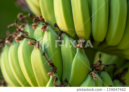 Bunch of green unripe bananas growing in tropical garden. Sustainable agriculture and organic farming for health and nutrition marketing materials and natural food industry. Natural farming practices. Bunch of green unripe bananas growing in tropical garden. Sustainable agriculture and organic farming for health and nutrition marketing materials and natural food industry. Natural farming practices. 139847482