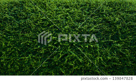 Small green leaves in hedge wall texture background. Closeup green hedge plant in garden. Eco evergreen hedge wall. Natural backdrop. Beauty in nature. Green leaves with natural pattern wallpaper. Small green leaves in hedge wall texture background. Closeup green hedge plant in garden. Eco evergreen hedge wall. Natural backdrop. Beauty in nature. Green leaves with natural pattern wallpaper. 139847828