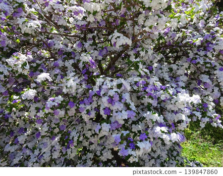 American Jasmine American Jasmine 139847860