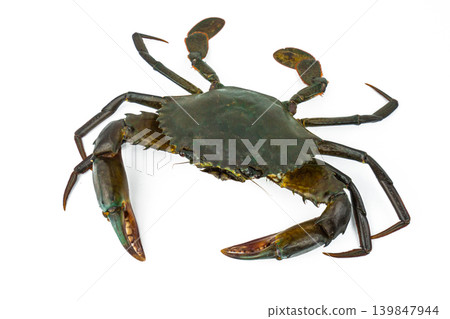Scylla serrata. Mud crab isolated on white background. Raw materials for seafood restaurant concept. Live giant mud crab with big claw. Alive mud crab. Crustacean shellfish food allergen concept. 139847944