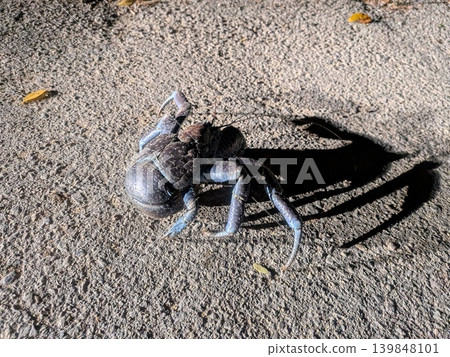 General passing coconut crab General passing coconut crab 139848101