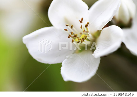 White flowers of the Rhaphiolepis indica bloom in the faint sunlight of spring. 139848149