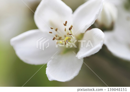 White flowers of the Rhaphiolepis indica bloom in the faint sunlight of spring. 139848151