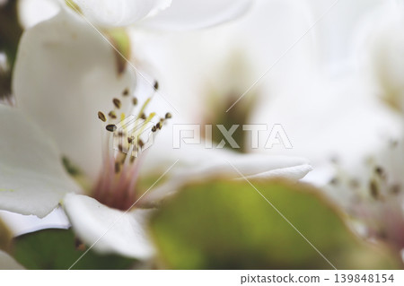 印度石竹的白色花朵在春天微弱的陽光下綻放。 印度石竹的白色花朵在春天微弱的陽光下綻放。 139848154