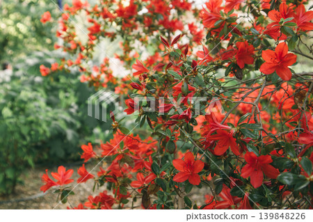 Vibrant red azalea bushes blooming in a classic garden. Concept of floral abundance, spring renewal, landscape design. Beautiful rhododendron flowers, Vibrant red azalea bushes blooming in a classic garden. Concept of floral abundance, spring renewal, landscape design. Beautiful rhododendron flowers, 139848226