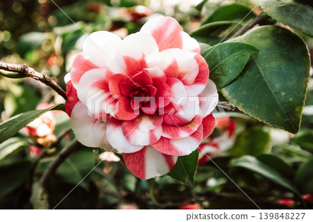Bicolor pink and white camellia japonica flower blooming in a spring garden. Close-up of vibrant petals with soft green foliage in the sunlight. Bicolor pink and white camellia japonica flower blooming in a spring garden. Close-up of vibrant petals with soft green foliage in the sunlight. 139848227
